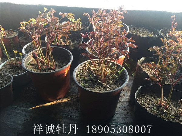 盆栽芍藥價格