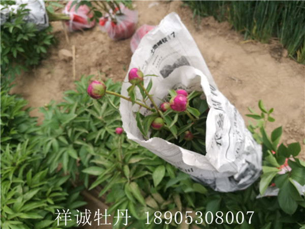 菏澤盆栽芍藥價格