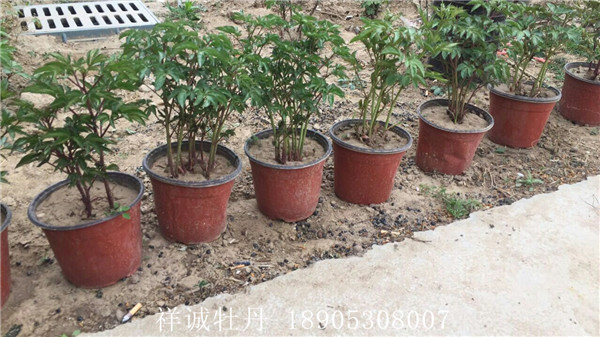 盆栽芍藥種植基地