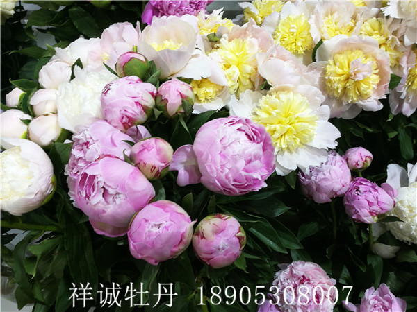 菏澤芍藥鮮切花價格