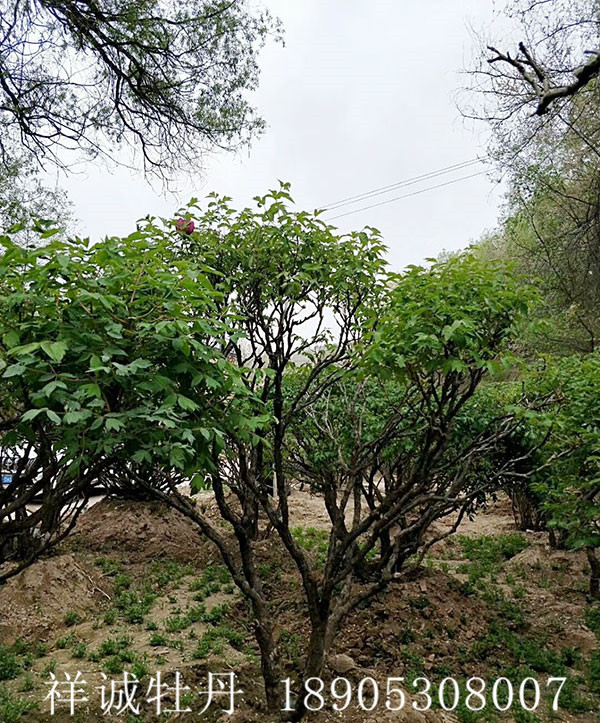 牡丹樹種植基地