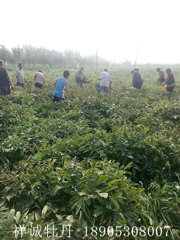 菏澤油用牡丹