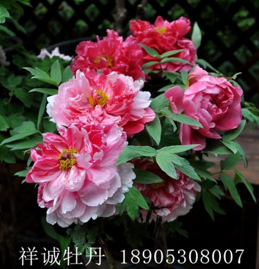 菏澤復色牡丹