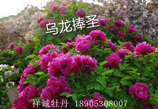 菏澤紫色牡丹