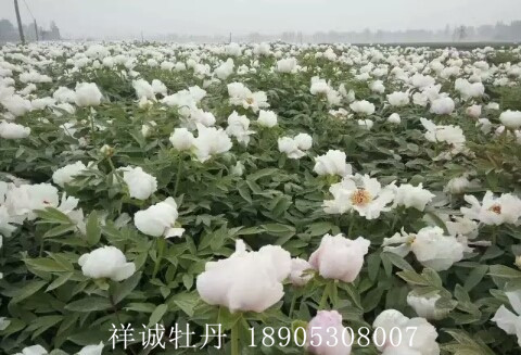 菏澤白色牡丹