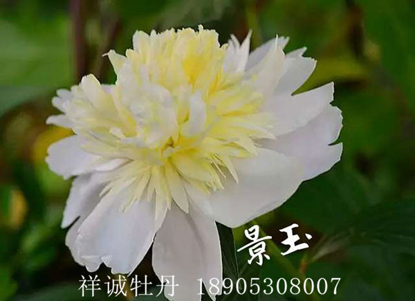 菏澤白色系牡丹