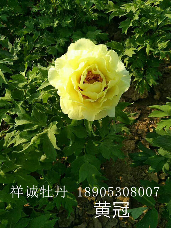 菏澤黃色牡丹