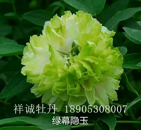 菏澤綠色系牡丹