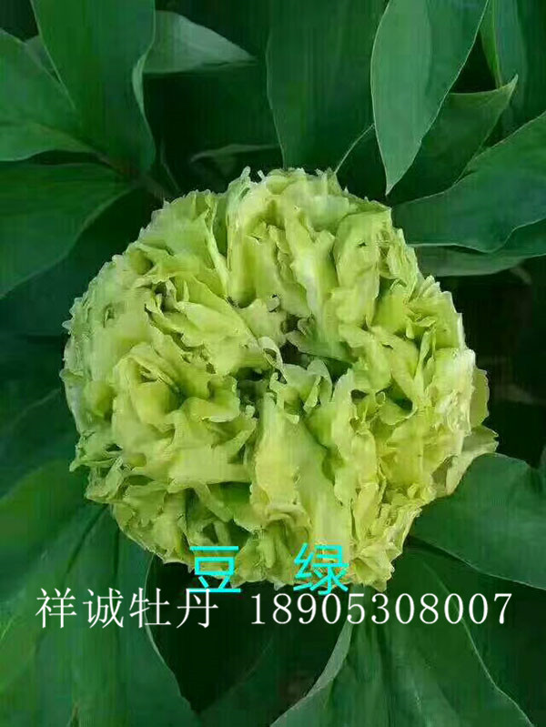 菏澤綠色牡丹